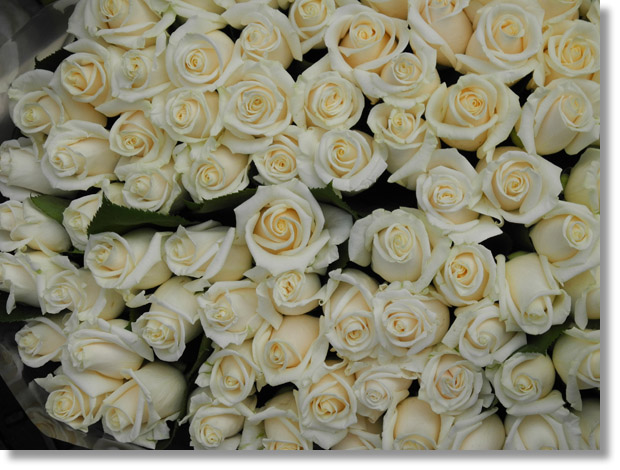 bunch_white_roses
