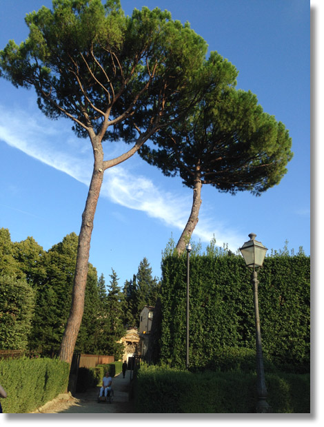 boboli_gardens_pine_trees