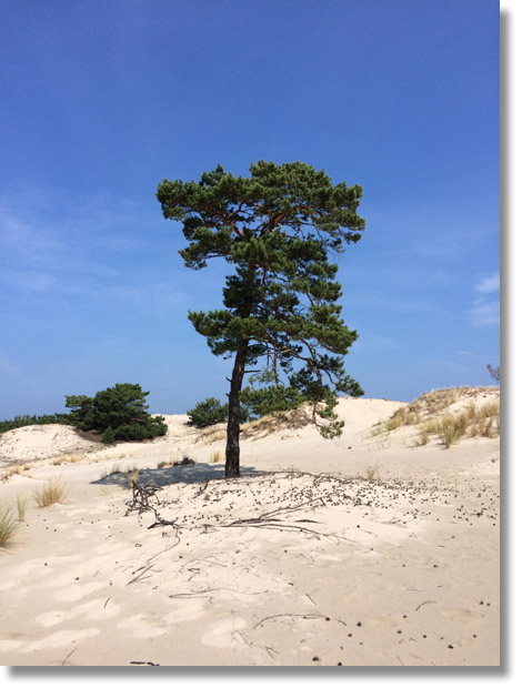 hel_dunes_pine