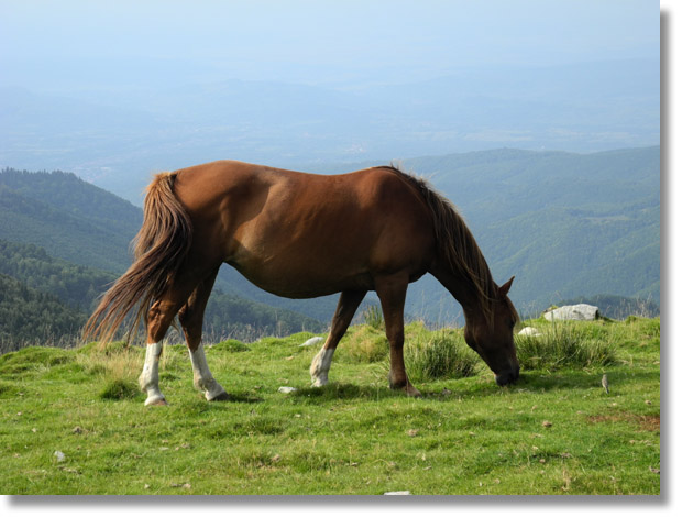 transalpina_horse