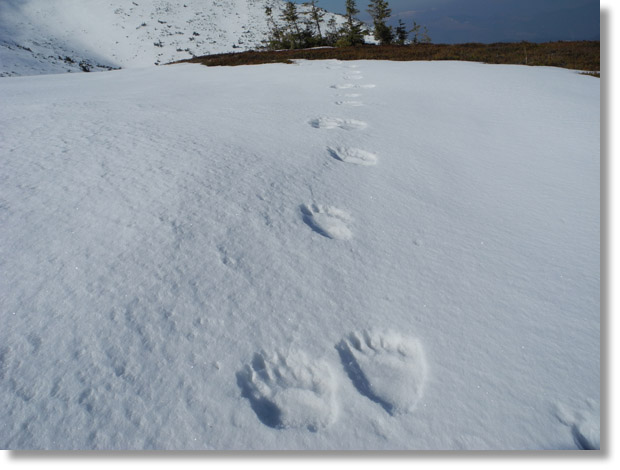 low_tatras_bear_footprint