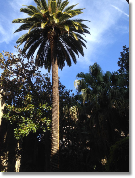 cathedral_garden_palm