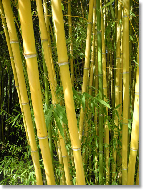 orto_botanico_bamboo