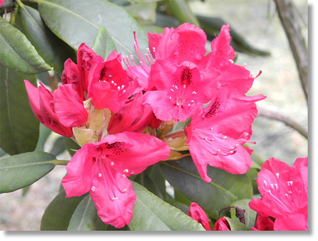 zvolen_arboretum_rhododendron